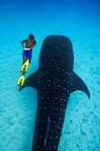 Mafia Island Whale Shark Experience - 1