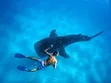 Mafia Island Whale Shark Experience - 2