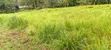 Land for Sale in Kapsoit, Kericho County - 3