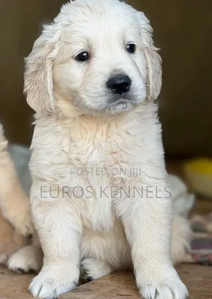 Purebred Golden Retriever Puppy (1-3 Months)