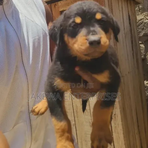 Purebred Rottweiler Puppy - 1-3 Months Old - 1