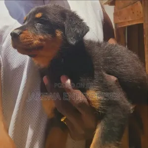 Purebred Rottweiler Puppies - 1-3 Months Old
