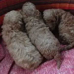 Purebred Poodle Puppy - 1-3 Months Old