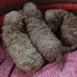 Purebred Poodle Puppy - 1-3 Months Old - 1