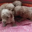 Purebred Poodle Puppy - 1-3 Months Old - 2
