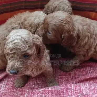 Purebred Poodle Puppy - 1-3 Months Old - 1