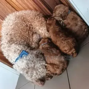 Purebred Poodle Puppy - 1-3 Months Old
