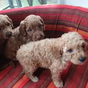 Purebred Poodle Puppy - 1-3 Months Old