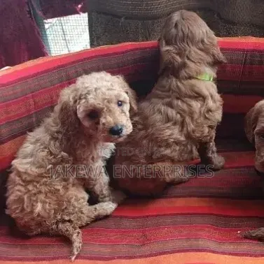 Purebred Female Poodle Puppy (1-3 Months) - 1