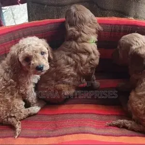 Purebred Male Poodle Puppy