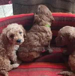 Purebred Poodle Puppy - 1-3 Months Old