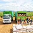 Mitsubishi Fuso FI Truck - Brand New - 4
