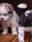 Purebred Havanese Puppies (1-3 Months) - 1