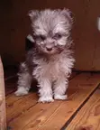 Purebred Havanese Puppies (1-3 Months) - 2