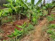 Gatundu Muthiga 1.5 Acre Land - 2