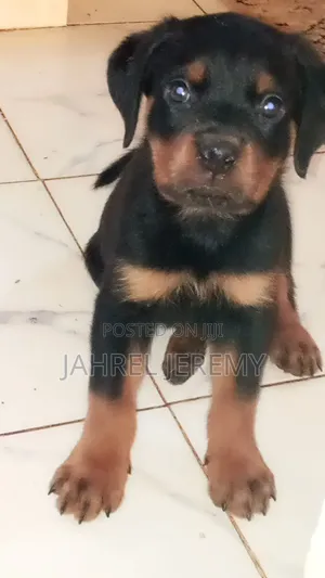 Purebred Rottweiler Puppies (1-3 Months)