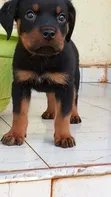 Purebred Rottweiler Puppies (1-3 Months) - 2