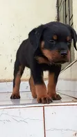 Purebred Rottweiler Puppies (1-3 Months) - 3