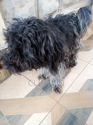 Chihuahua Safi - Miezi 3-6
