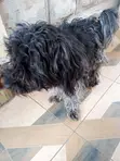 Chihuahua Safi - Miezi 3-6 - 1