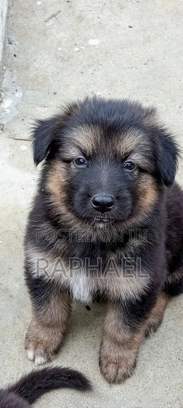 1-3 Month Male Purebred German Shepherd - 1