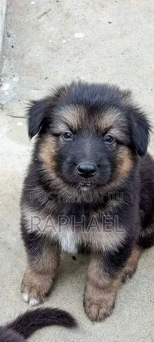 1-3 Month Male Purebred German Shepherd