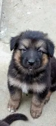 1-3 Month Male Purebred German Shepherd - 1