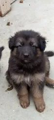 1-3 Month Male Purebred German Shepherd - 2