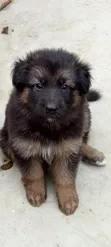 1-3 Month Male Purebred German Shepherd - 3