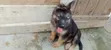1-3 Month Male Purebred German Shepherd - 4