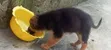 1-3 Month Male Purebred German Shepherd - 5