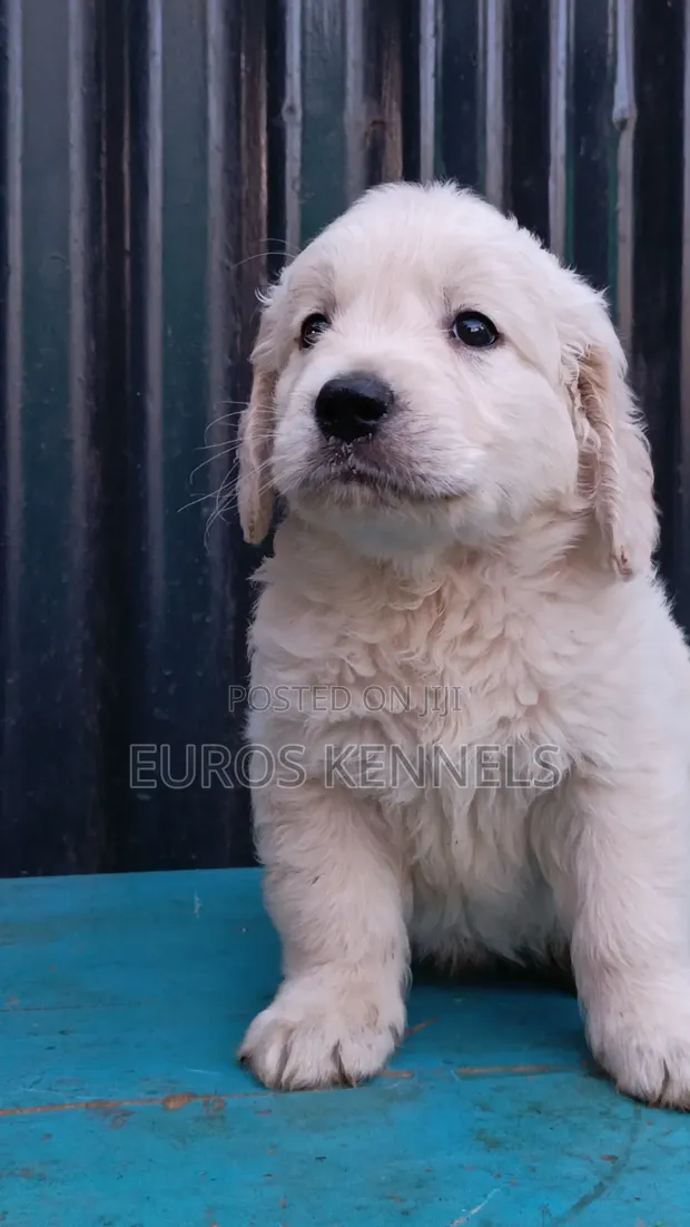 Purebred Golden Retriever Puppy (1-3 Months) - 1