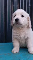 Purebred Golden Retriever Puppy (1-3 Months) - 1