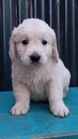 Purebred Golden Retriever Puppy (1-3 Months) - 2
