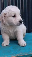 Purebred Golden Retriever Puppy (1-3 Months) - 3