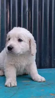 Purebred Golden Retriever Puppy (1-3 Months) - 4