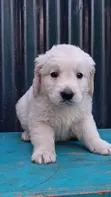 Purebred Golden Retriever Puppy (1-3 Months) - 5