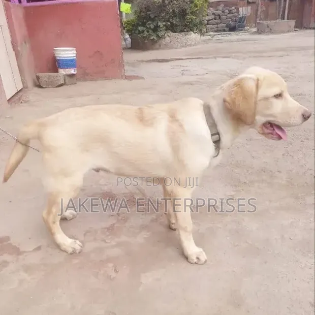 3-6 Month Male Purebred Labrador Retriever Puppy - 1