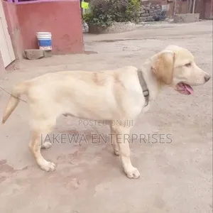 3-6 Month Male Purebred Labrador Retriever Puppy