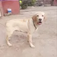 3-6 Month Male Purebred Labrador Retriever Puppy - 2