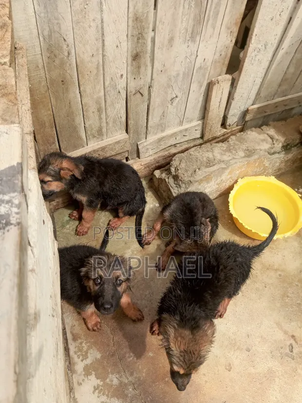 1-3 Month Male Purebred German Shepherd Puppy - 1
