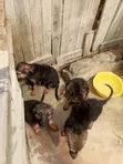 1-3 Month Male Purebred German Shepherd Puppy - 1