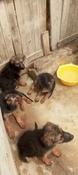 1-3 Month Male Purebred German Shepherd Puppy - 2