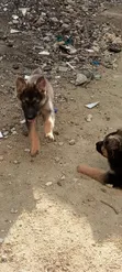 1-3 Month Male Purebred German Shepherd Puppy - 3