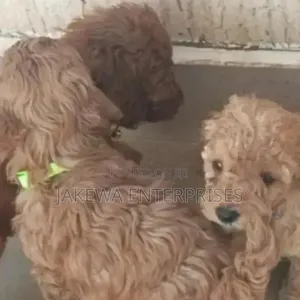 Kitufe cha Toy Poodle Safi - Mwanaume wa Miezi 1-3