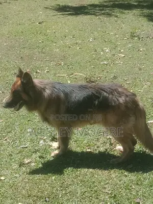 Purebred German Shepherd - 1+ Year Male