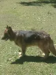 Purebred German Shepherd - 1+ Year Male - 1