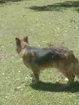 Purebred German Shepherd - 1+ Year Male - 2