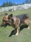 Purebred German Shepherd - 1+ Year Male - 3