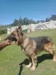 Purebred German Shepherd - 1+ Year Male - 4
